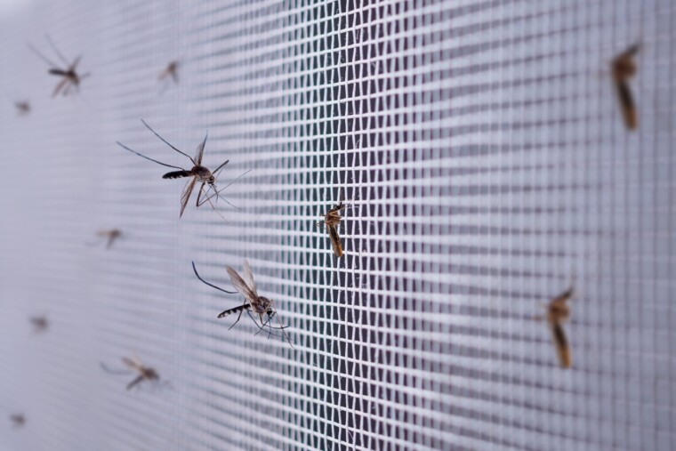 Mosquitos blockiert durch einen Insektenschutz